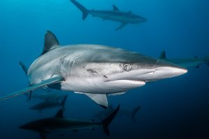Silky Shark cabo san lucas mexico