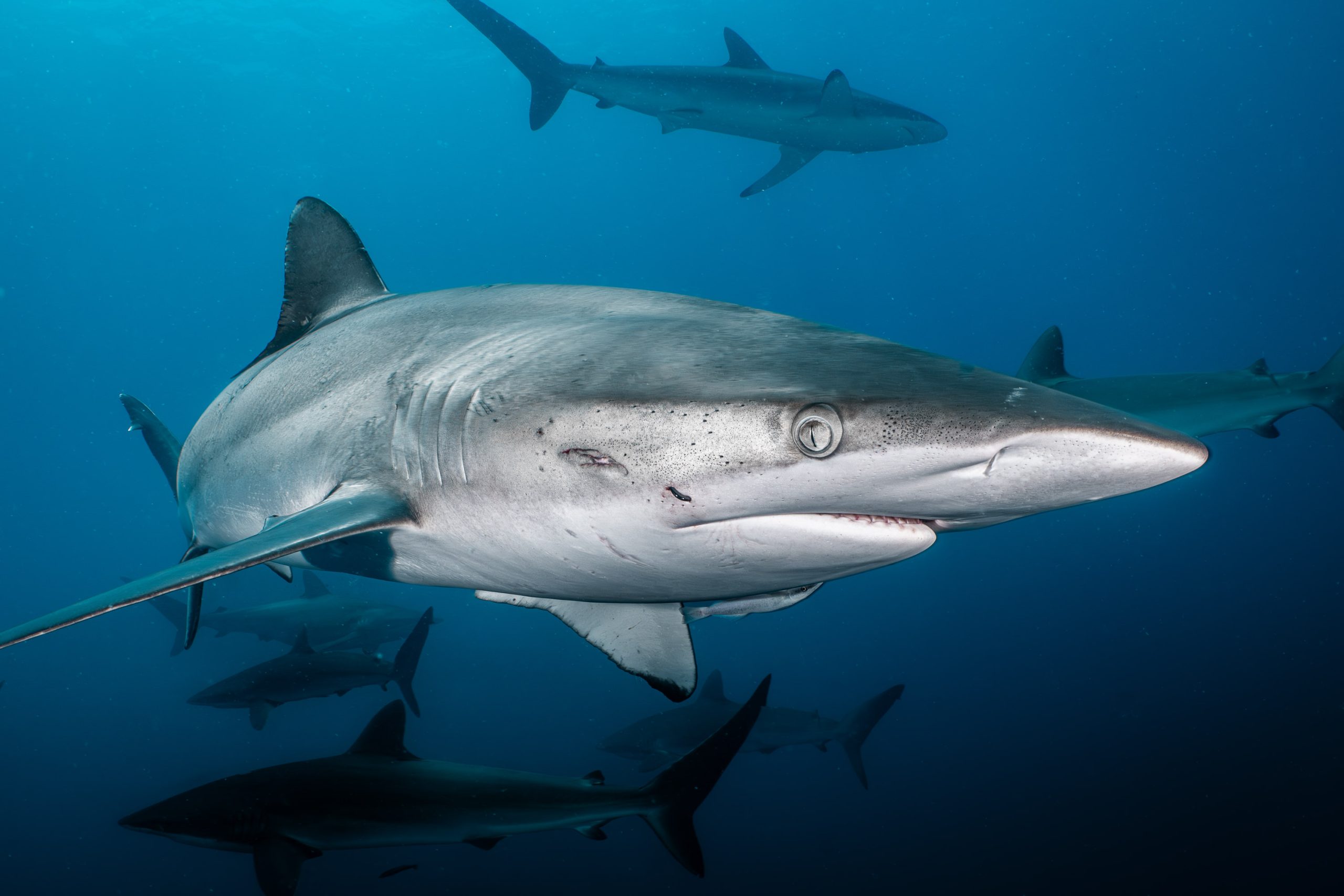 Silky Shark cabo san lucas mexico