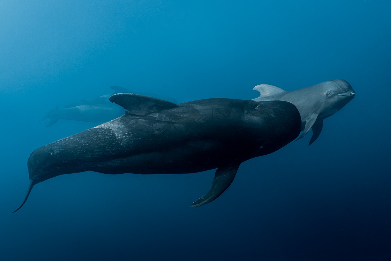 big animnal expedition sea of cortez mexico