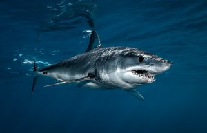 Cabo San Lucas Shark Diving