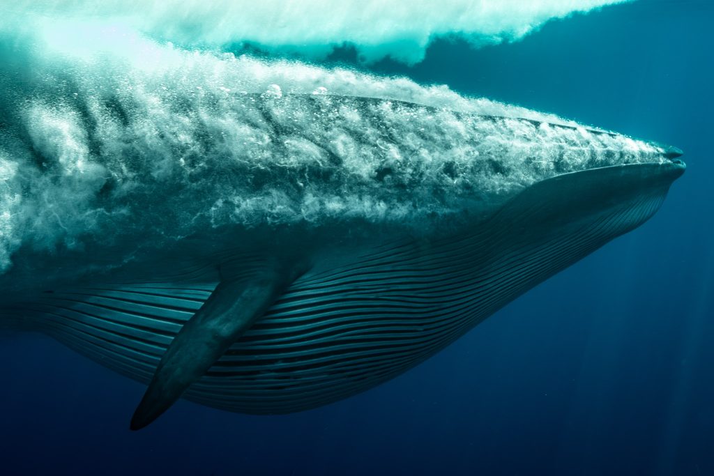 humpback whales baja california mexico