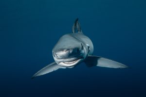 Blue shark Mexico - Baja California