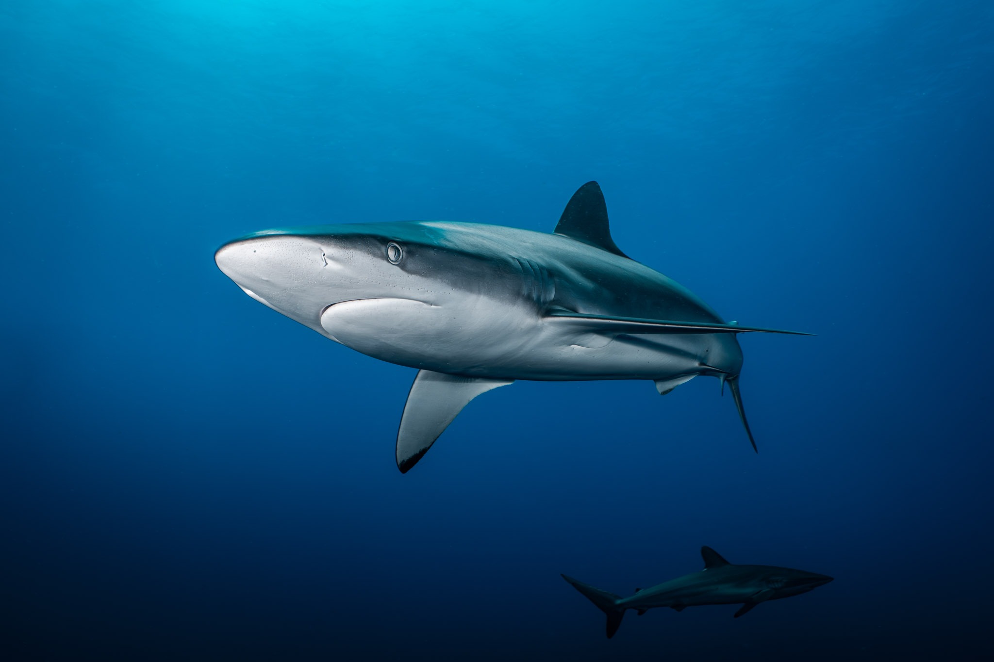 sharks mexico baja california