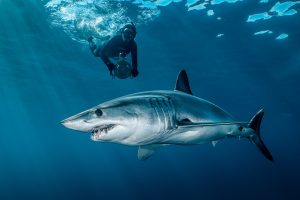 swim with shark cabo-san-lucas